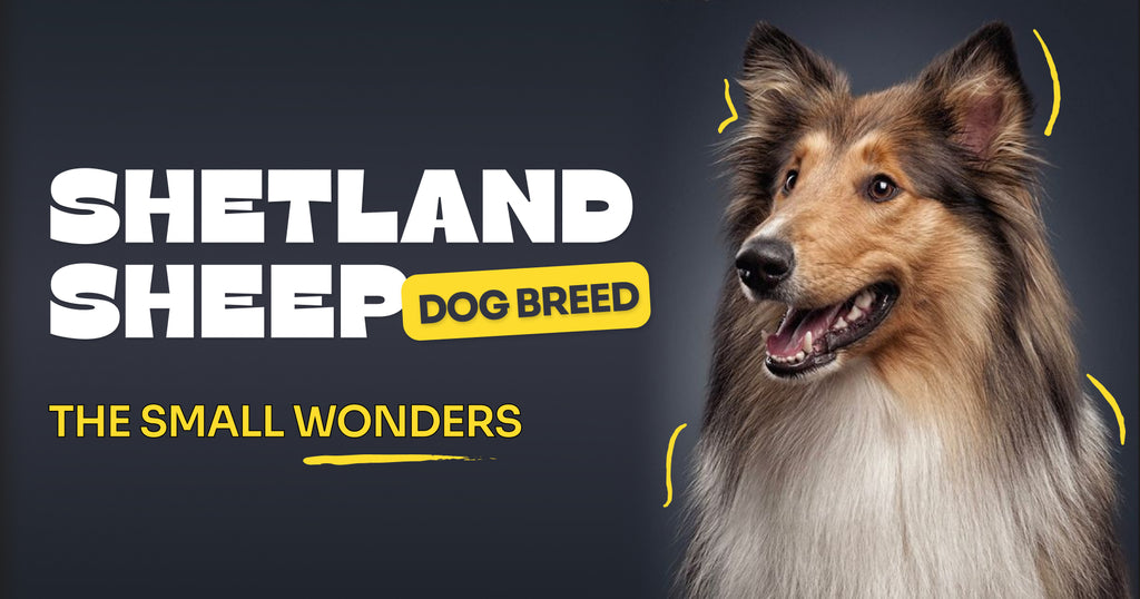 Shetland Sheep Dog Breed: The Small Wonders