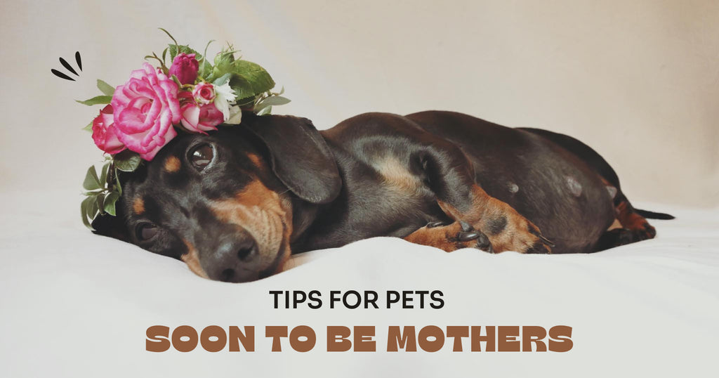 Tips for Pets Soon to Be Mothers