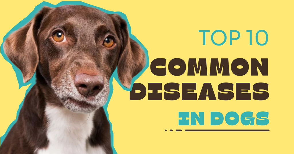 Top 10 Common Diseases in Dogs: Essential Health Tips for Pet Owners