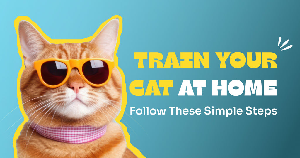 Train Your Cat at Home: Follow These Simple Steps