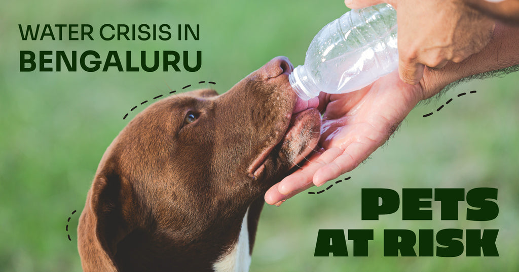 Water Crisis in Bangalore is Affecting the Health and Well-being of Pets