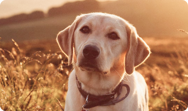Labrador Labrador