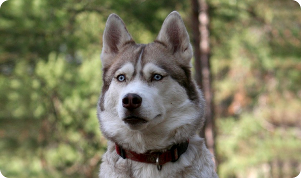 Indian Husky Indian Husky