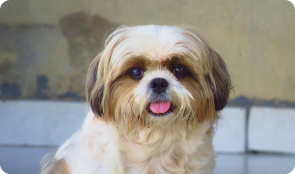 Shih Tzu Shih Tzu