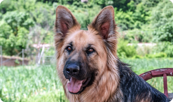 German Sheperd German Sheperd