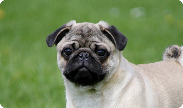 Pug Pug
