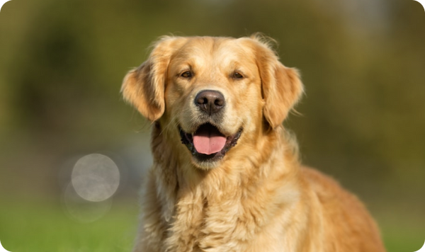 Golden Retriever Golden Retriever