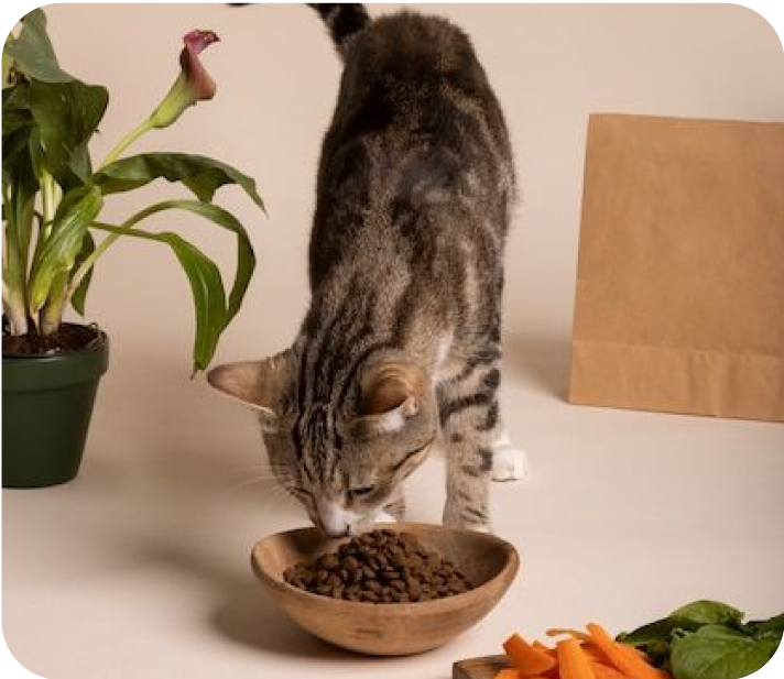 Digestive Care