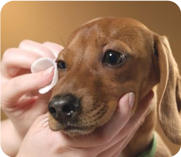 Eyes & Ear Care