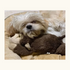 BarkButler Boh The Bear Dog