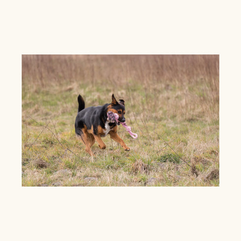 Trixie Playing Rope, Double Dog Toy