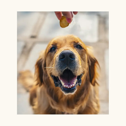 Dogsee Chew 100% Natural Yak Cheese Turmeric Mini Pops Dog Treats