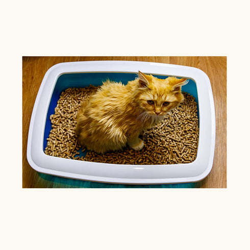 Trixie Mio Cat Litter Tray With Rim, Size - 32 × 12 × 43 cm