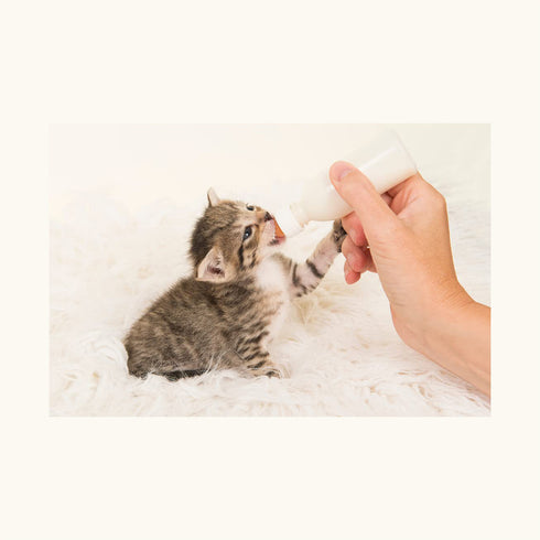 Trixie Suckling Bottle Set