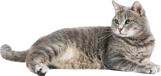 cat-img cat-img