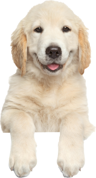 dog-img dog-img
