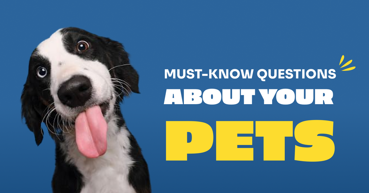 Ask Pets Must-Know Questions About Your Pets Answered