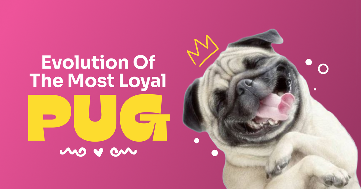 About The Pug, A Lovable Companion